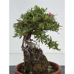 Azalea Shorin I-8063 vista 4