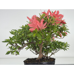 Azalea I-8064 vista 2
