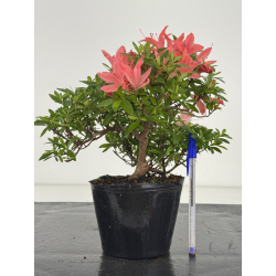 Azalea I-8064