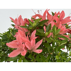 Azalea I-8064 vista 3