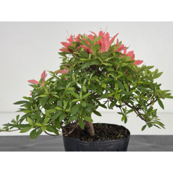 Azalea I-8064 vista 4