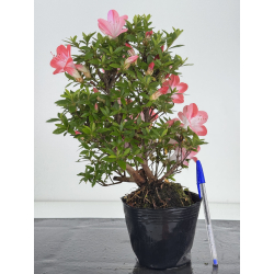 Azalea I-8065