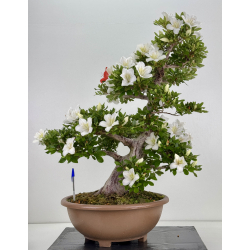 Azalea Suisen I-8066