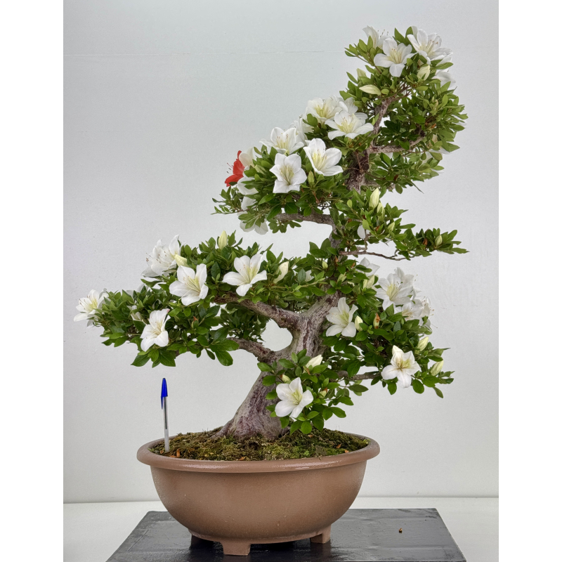 Azalea Suisen I-8066