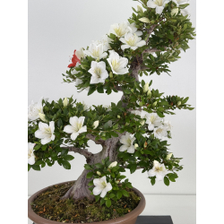 Azalea Suisen I-8066 vista 2