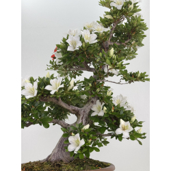 Azalea Suisen I-8066 vista 3