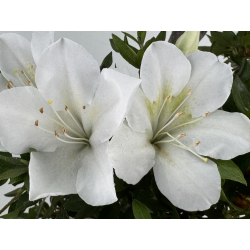 Azalea Suisen I-8066 vista 5