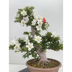 Azalea Suisen I-8066 vista 6