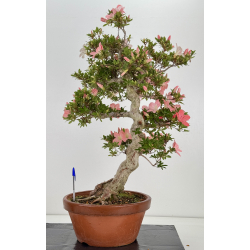 Azalea Jukokan I-8067