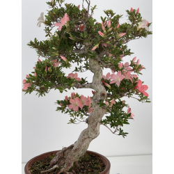 Azalea Jukokan I-8067 vista 2