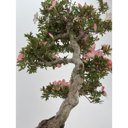 Azalea Jukokan I-8067 vista 3
