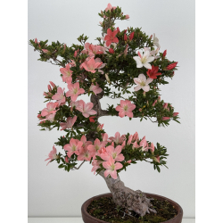 Azalea Jukokan I-8067 vista 4