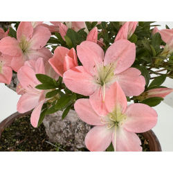 Azalea Jukokan I-8067 vista 5