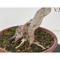 Azalea Jukokan I-8067 vista 6