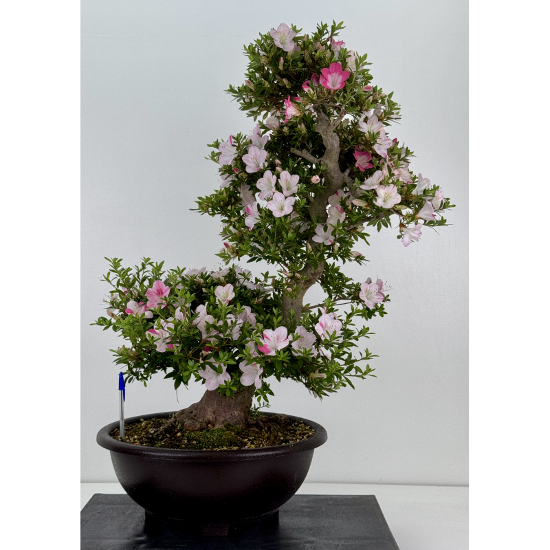 Azalea Aozora I-8068 Azalea Aozora I-8068
