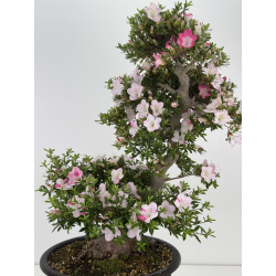 Azalea Aozora I-8068 vista 2