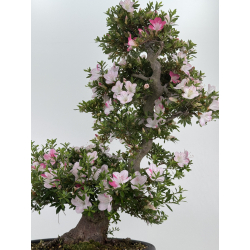 Azalea Aozora I-8068 vista 3