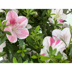 Azalea Aozora I-8068 vista 4