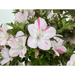 Azalea Aozora I-8068 vista 5