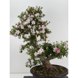 Azalea Aozora I-8068 vista 6