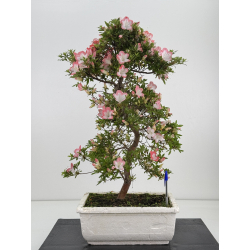 Azalea Sakura I-8069
