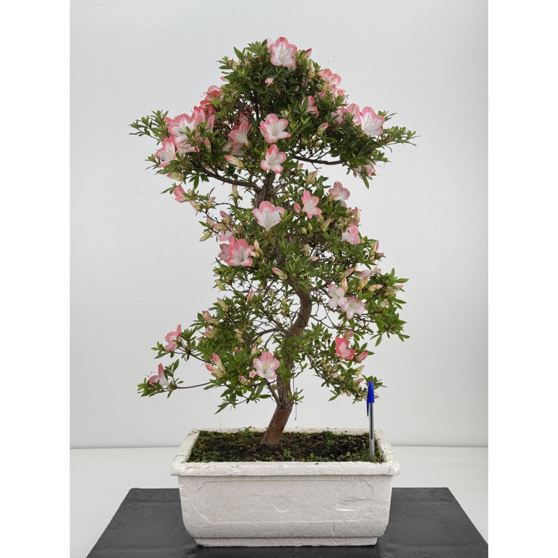 Azalea Sakura I-8069