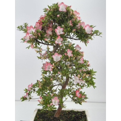 Azalea Sakura I-8069 vista 2
