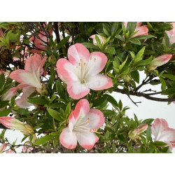 Azalea Sakura I-8069 vista 3