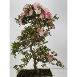 Azalea Sakura I-8069 vista 4