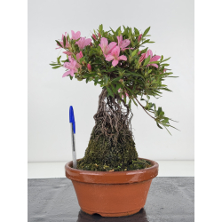 Azalea Shorin I-8070