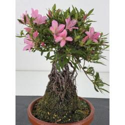 Azalea Shorin I-8070 vista 2