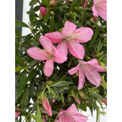 Azalea Shorin I-8070 vista 3