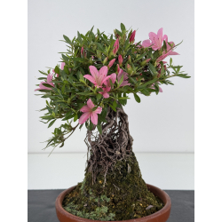 Azalea Shorin I-8070 vista 4