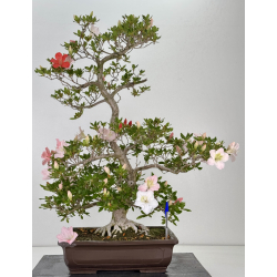 Azalea Miharu I-8072