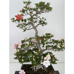 Azalea Miharu I-8072 vista 2