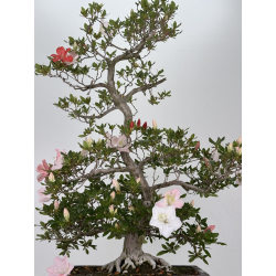 Azalea Miharu I-8072 vista 3