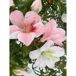 Azalea Miharu I-8072 vista 4