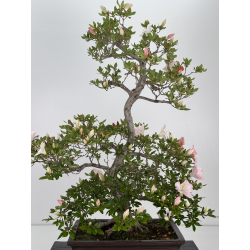 Azalea Miharu I-8072 vista 5