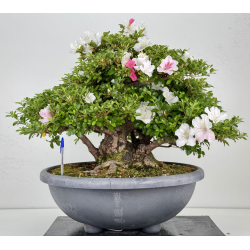 Azalea Kaho I-8073