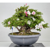 Azalea Kaho I-8073