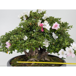 Azalea Kaho I-8073 vista 2