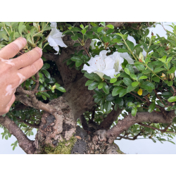 Azalea Kaho I-8073 vista 3