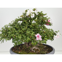 Azalea Kaho I-8073 vista 4