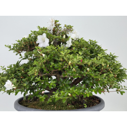 Azalea Kaho I-8073 vista 6
