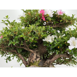 Azalea Kaho I-8073 vista 7
