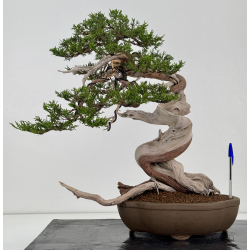 Juniperus sabina -sabina rastrera- A00916