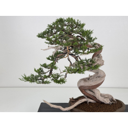 Juniperus sabina -sabina rastrera- A00916 vista 2