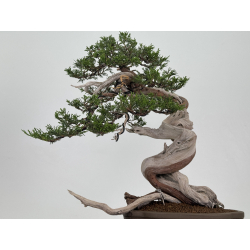 Juniperus sabina -sabina rastrera- A00916 vista 3