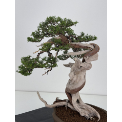 Juniperus sabina -sabina rastrera- A00916 vista 4