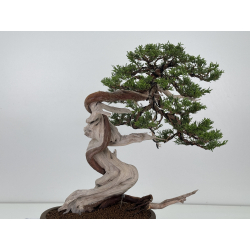 Juniperus sabina -sabina rastrera- A00916 vista 6